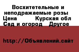Восхитетельные и неподражаемые розы › Цена ­ 150 - Курская обл. Сад и огород » Другое   
